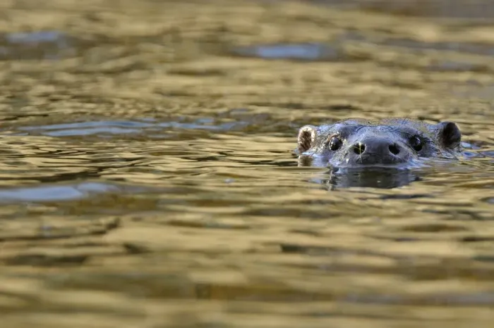 Framed Print : European river otter (Lutra lutra) swimming with head just above surface, river