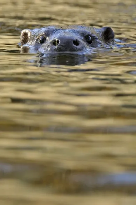 Framed Print : European river otter (Lutra lutra) swimming with head just above water, in river Framed Print : European river otter (Lutra lutra) swimming with head just above water, in river