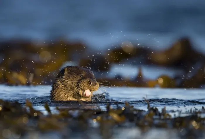 Framed Print : European river otter (Lutra lutra) swimming in the sea, Isle of Mull, Inner Hebrides Framed Print : European river otter (Lutra lutra) swimming in the sea, Isle of Mull, Inner Hebrides