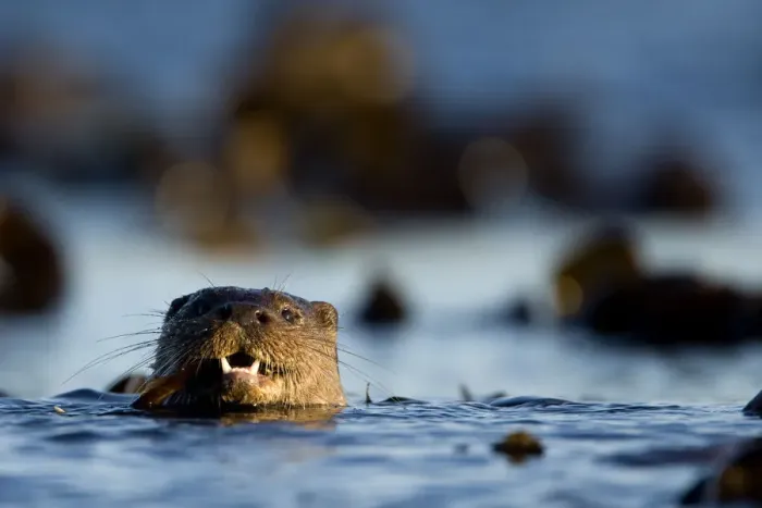 Framed Print : European river otter (Lutra lutra) swimming in the sea, Isle of Mull, Inner Hebrides Framed Print : European river otter (Lutra lutra) swimming in the sea, Isle of Mull, Inner Hebrides