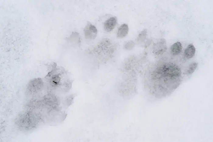Framed Print : European river otter (Lutra lutra) tracks in snow by the River Tweed, Scotland, February Framed Print : European river otter (Lutra lutra) tracks in snow by the River Tweed, Scotland, February