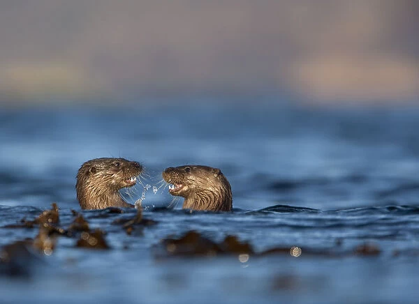 Two European river otters (Lutra lutra) play fighting in the water, Isle of Mull