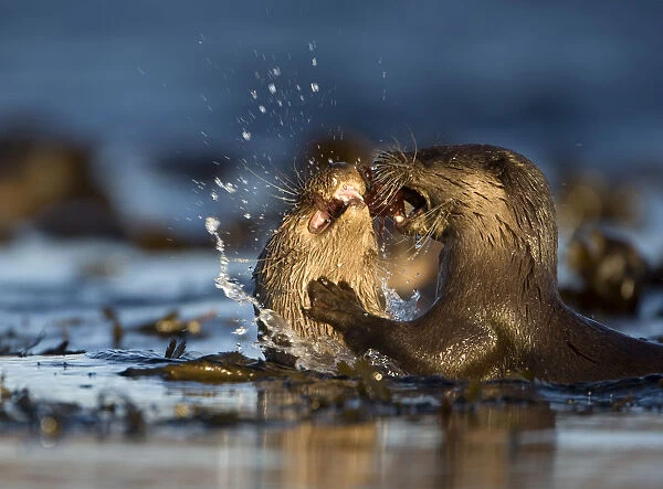Two European river otters (Lutra lutra) fighting over a fish, Isle of Mull, Inner Hebrides