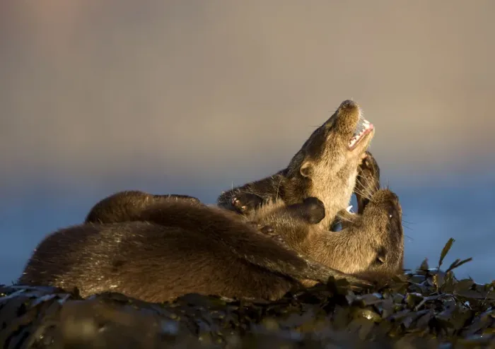 Framed Print : European river otters (Lutra lutra) play fighting amongst seaweed, Isle of Mull, Inner Hebrides Framed Print : European river otters (Lutra lutra) play fighting amongst seaweed, Isle of Mull, Inner Hebrides