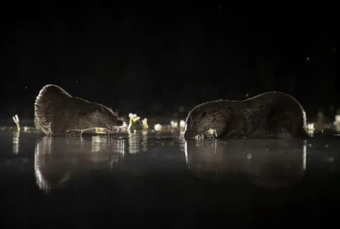 Framed Print : European river otters (Lutra lutra) reflection in the water at night Framed Print : European river otters (Lutra lutra) reflection in the water at night