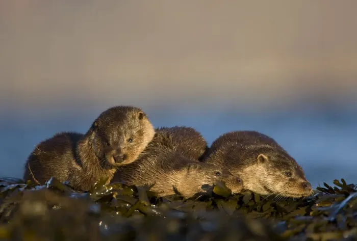 Framed Print : Three European river otters (Lutra lutra) resting amongst seaweed, Isle of Mull, Inner Hebrides Framed Print : Three European river otters (Lutra lutra) resting amongst seaweed, Isle of Mull, Inner Hebrides