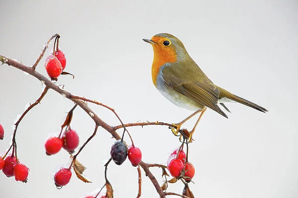European robin (Erithacus rubecula) perched on branch with rose hips (Rosa). Germany. November