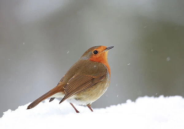 European robin (Erithacus rubecula) standing in snow, Bishopswood, Somerset, UK. February. Cropped
