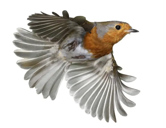 Framed Print : European robin (Erithacus rubecula) in flight, Surrey, England Framed Print : European robin (Erithacus rubecula) in flight, Surrey, England