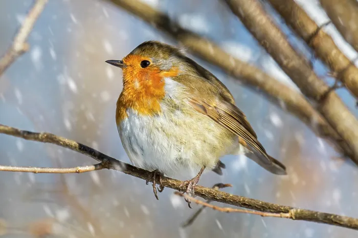 Framed Print : European robin (Erithacus rubecula) with fluffed up feathers perched in tree in falling snow, Belgium. February