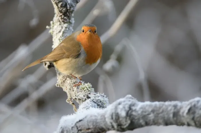 Framed Print : European robin (Erithacus rubecula) perched on a hoar frosted branch on a cold winter morning Framed Print : European robin (Erithacus rubecula) perched on a hoar frosted branch on a cold winter morning