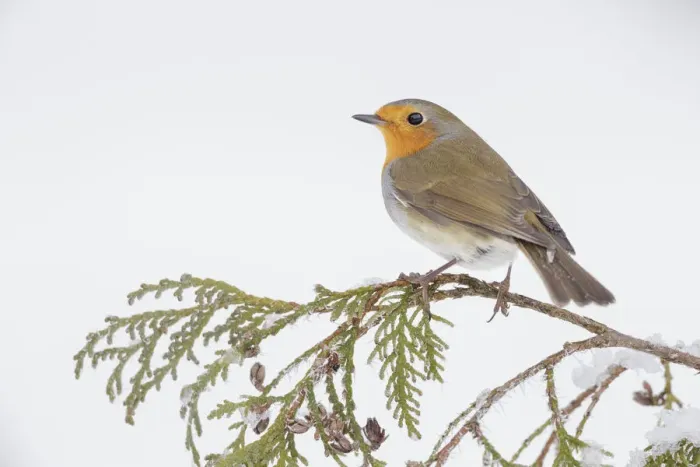 Framed Print : European robin (Erithacus rubecula) perched on snowy branch, Southern Norway. January Framed Print : European robin (Erithacus rubecula) perched on snowy branch, Southern Norway. January