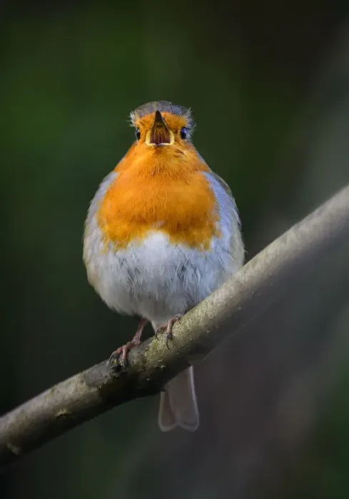 Framed Print : European robin (Erithacus rubecula) singing. London. January Framed Print : European robin (Erithacus rubecula) singing. London. January