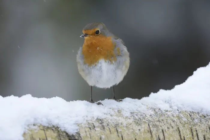 Framed Print : European Robin (Erithacus rubecula) on snow covered birch tree branch, Vosges, France
