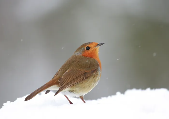 Framed Print : European robin (Erithacus rubecula) standing in snow, Bishopswood, Somerset, UK. February. Cropped Framed Print : European robin (Erithacus rubecula) standing in snow, Bishopswood, Somerset, UK. February. Cropped
