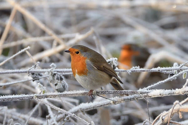 Two European robins (Erithacus rubecula) perched among hoar frosted vegetation