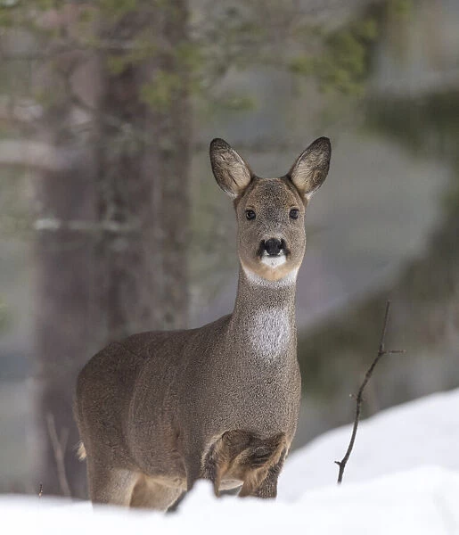 European roe deer (Capreolus capreolus) standing in snow, in winter pelage