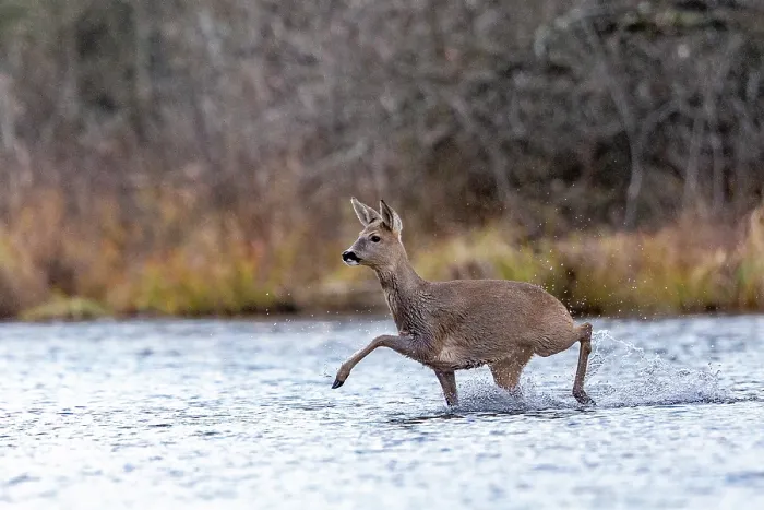 Framed Print : European roe deer (Capreolus capreolus) crossing a river, Alsace, France. December Framed Print : European roe deer (Capreolus capreolus) crossing a river, Alsace, France. December