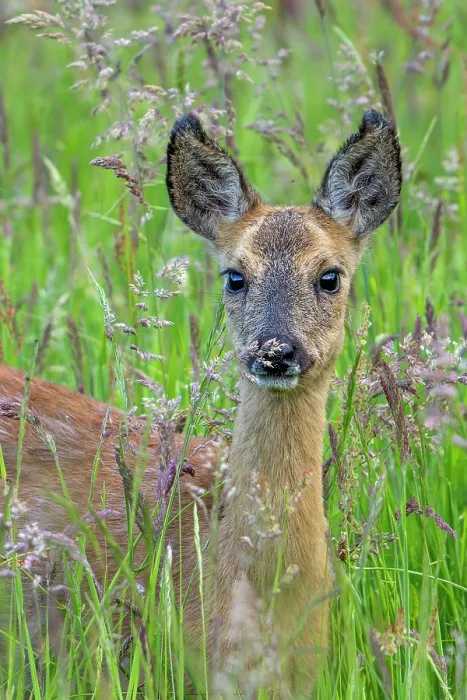 Framed Print : European roe deer (Capreolus capreolus) juvenile foraging in grassland in spring, Flanders, Belgium. May Framed Print : European roe deer (Capreolus capreolus) juvenile foraging in grassland in spring, Flanders, Belgium. May