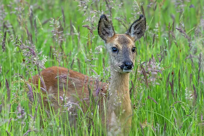 Framed Print : European roe deer (Capreolus capreolus) juvenile foraging in grassland in spring, Flanders, Belgium. May Framed Print : European roe deer (Capreolus capreolus) juvenile foraging in grassland in spring, Flanders, Belgium. May