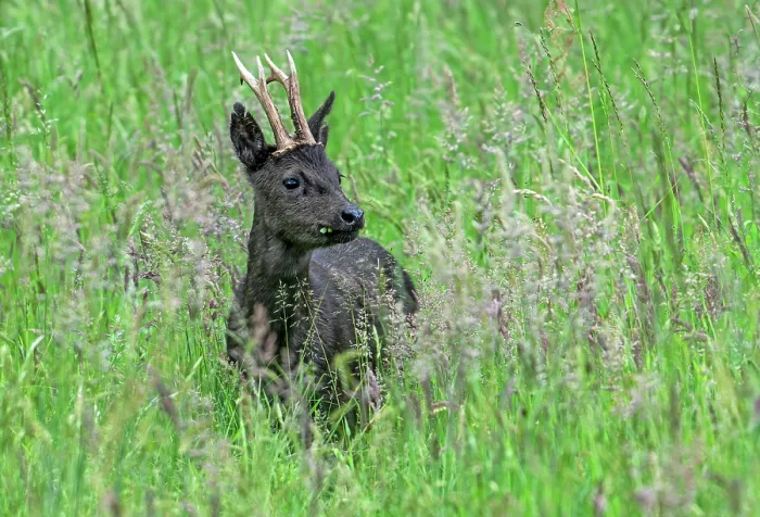 Framed Print : European roe deer (Capreolus capreolus) melanistic buck, feeding on grass and herbs in grassland in spring, Flanders, Belgium. May Framed Print : European roe deer (Capreolus capreolus) melanistic buck, feeding on grass and herbs in grassland in spring, Flanders, Belgium. May