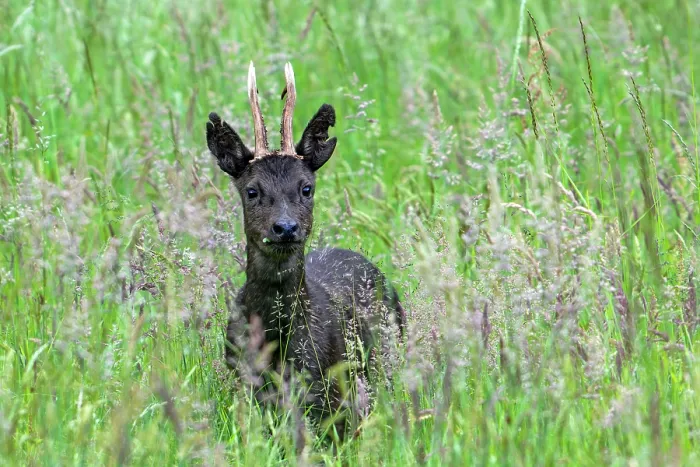 Framed Print : European roe deer (Capreolus capreolus) melanistic buck, feeding on grass and herbs in grassland in spring, Flanders, Belgium. May Framed Print : European roe deer (Capreolus capreolus) melanistic buck, feeding on grass and herbs in grassland in spring, Flanders, Belgium. May