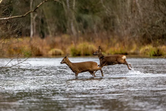 Framed Print : Two European roe deers (Capreolus capreolus) crossing a river, Alsace, France. December Framed Print : Two European roe deers (Capreolus capreolus) crossing a river, Alsace, France. December