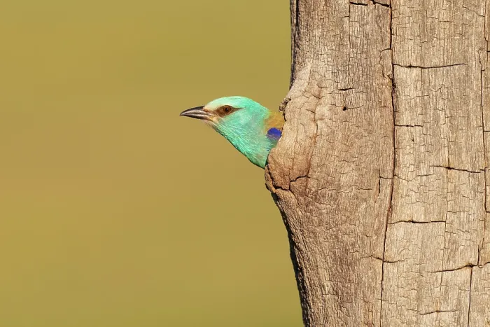 Framed Print : European roller (Coracias garrulus) female, peering out from nest hole, Pusztaszer, Kiskunsagi National Park, Hungary. May Framed Print : European roller (Coracias garrulus) female, peering out from nest hole, Pusztaszer, Kiskunsagi National Park, Hungary. May