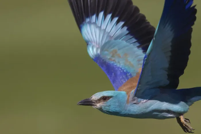 Framed Print : European roller (Coracias garrulus) in flight, Pusztaszer reserve, Hungary. May Framed Print : European roller (Coracias garrulus) in flight, Pusztaszer reserve, Hungary. May