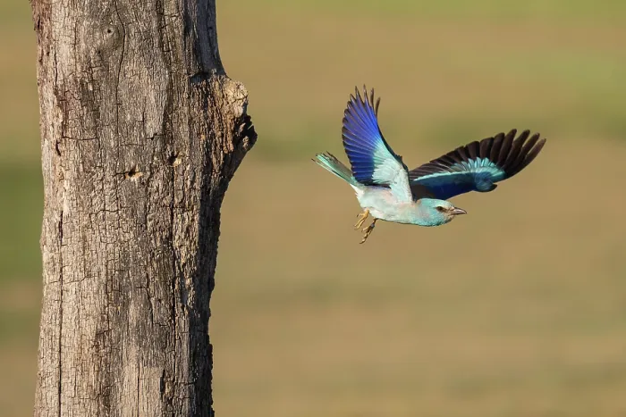 Framed Print : European roller (Coracias garrulus) in flight, Pusztaszer, Kiskunsagi National Park, Hungary. May