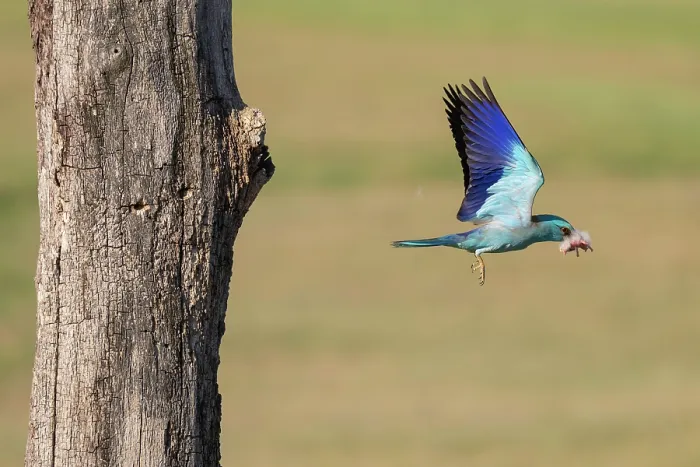 Framed Print : European roller (Coracias garrulus) male, in flight carrying Hoopoe (Upupa epops) chick prey in beak, stolen from nest, Pusztaszer, Kiskunsagi National Park, Hungary. May Framed Print : European roller (Coracias garrulus) male, in flight carrying Hoopoe (Upupa epops) chick prey in beak, stolen from nest, Pusztaszer, Kiskunsagi National Park, Hungary. May