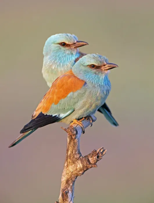 Framed Print : European Roller (Coracias garrulus) pair perched on branch, Pusztaszer, Hungary, May 2008 Framed Print : European Roller (Coracias garrulus) pair perched on branch, Pusztaszer, Hungary, May 2008