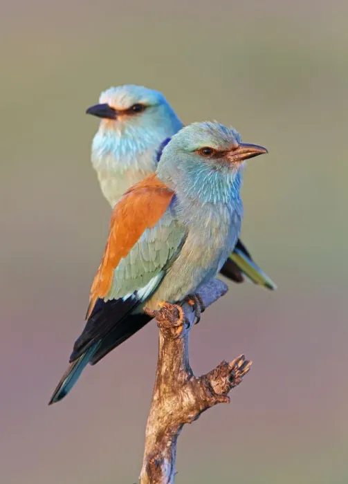 Framed Print : European Roller (Coracias garrulus) pair perched on branch, Pusztaszer, Hungary, May 2008 Framed Print : European Roller (Coracias garrulus) pair perched on branch, Pusztaszer, Hungary, May 2008