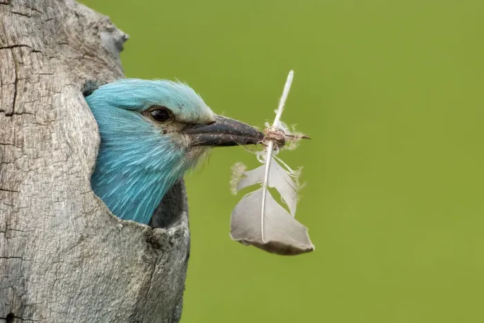 Framed Print : European roller (Coracias garrulus) peering out of nest with feather, Lake Csaj, Pusztaszer Framed Print : European roller (Coracias garrulus) peering out of nest with feather, Lake Csaj, Pusztaszer