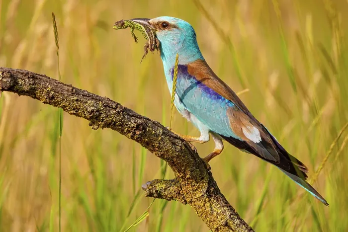 Framed Print : European roller (Coracias garrulus) perched on branch with lizard prey in beak, Hungary. June Framed Print : European roller (Coracias garrulus) perched on branch with lizard prey in beak, Hungary. June