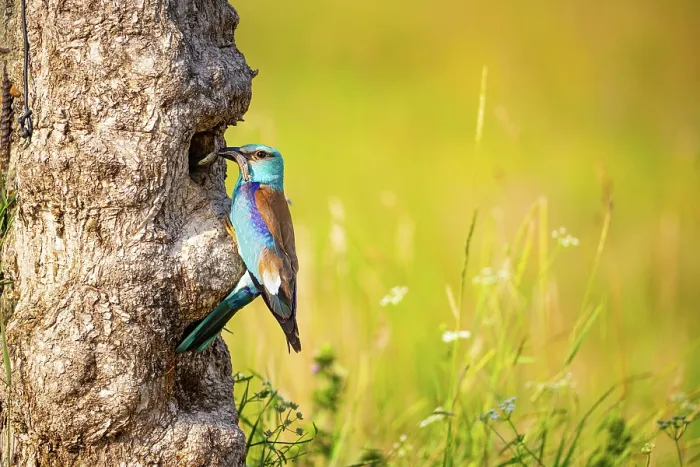 Framed Print : European roller (Coracias garrulus) perched at entrance to nest hole carrying food for chicks in beak, Hungary. June Framed Print : European roller (Coracias garrulus) perched at entrance to nest hole carrying food for chicks in beak, Hungary. June