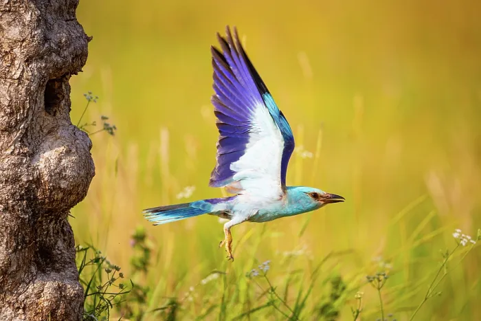 Framed Print : European roller (Coracias garrulus) taking flight from nest hole in tree trunk, Hungary. June Framed Print : European roller (Coracias garrulus) taking flight from nest hole in tree trunk, Hungary. June