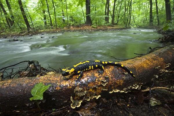 European salamander (Salamandra salamandra) on tree trunk beside river, Male Morske Oko Reserve