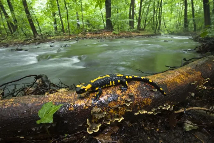 Framed Print : European salamander (Salamandra salamandra) on tree trunk beside river, Male Morske Oko Reserve Framed Print : European salamander (Salamandra salamandra) on tree trunk beside river, Male Morske Oko Reserve