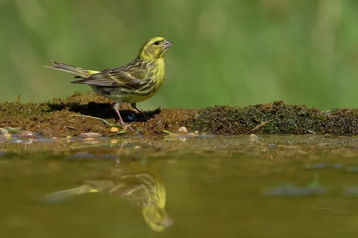 Framed Print : European serin (Serinus serinus) perched at water's edge, Navarre, Spain. June Framed Print : European serin (Serinus serinus) perched at water's edge, Navarre, Spain. June