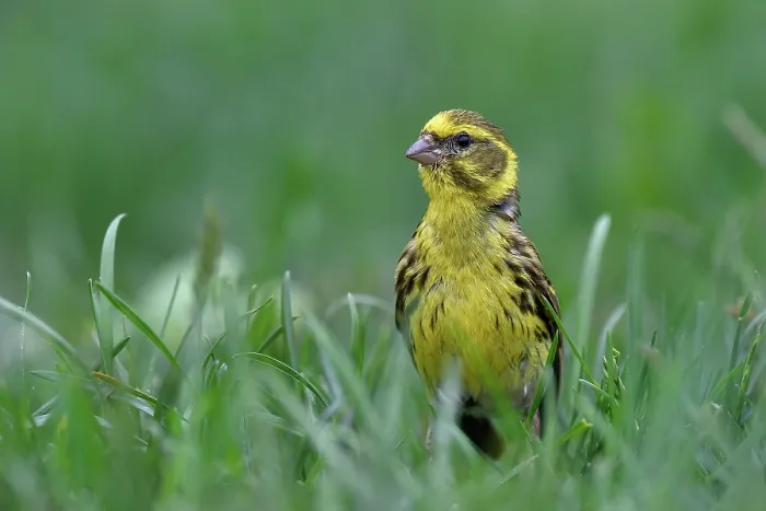 Framed Print : European serin (Serinus serinus) portrait, Navarre, Spain. June Framed Print : European serin (Serinus serinus) portrait, Navarre, Spain. June