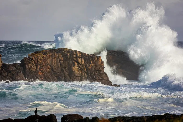 Framed Print : European shag (Gulosus aristotelis) perched on rocks, with storm waves crashing into rocks behind, Point of Pern, Ouessant Island, Brittany, France. October Framed Print : European shag (Gulosus aristotelis) perched on rocks, with storm waves crashing into rocks behind, Point of Pern, Ouessant Island, Brittany, France. October