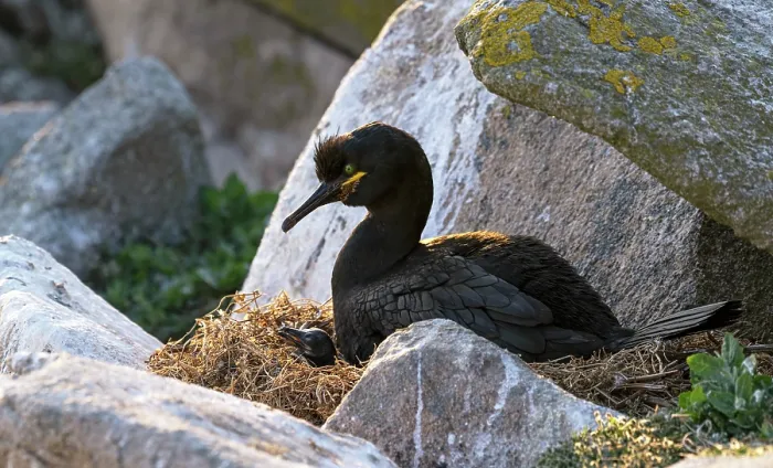 Framed Print : European shag (Phalacrocorax aristotelis) on nest with chick, Great Saltee Island, County Wexford, Republic of Ireland. June Framed Print : European shag (Phalacrocorax aristotelis) on nest with chick, Great Saltee Island, County Wexford, Republic of Ireland. June