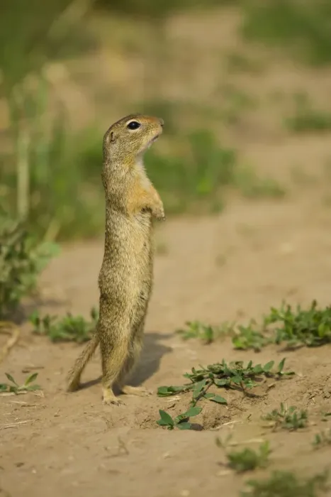 Framed Print : European souslik / ground squirrel (Spermophilus citellus) standing up, Bulgaria Framed Print : European souslik / ground squirrel (Spermophilus citellus) standing up, Bulgaria
