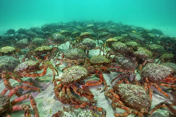European Spider crab aggregation (Maja squinado) St. Ives, Cornwall. August