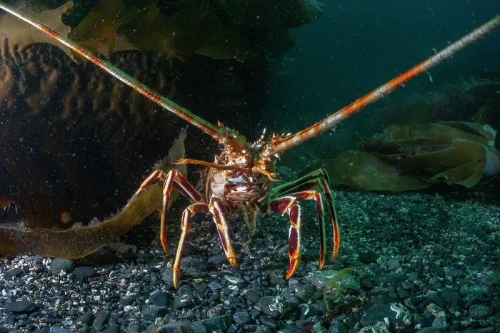 Framed Print : European spiny lobster (Palinurus elephas) on the seabed, portrait, Lizard Peninsula, Cornwall, UK, English Channel