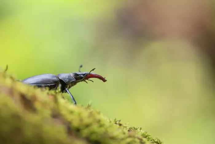 Framed Print : European stag beetle (Lucanus cervus) male, resting on a dead branch, Alps, Isere, France. June