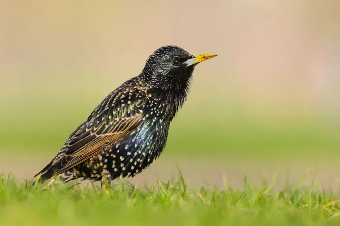 Framed Print : European starling (Sturnus vulgaris) singing perched on the grass Framed Print : European starling (Sturnus vulgaris) singing perched on the grass