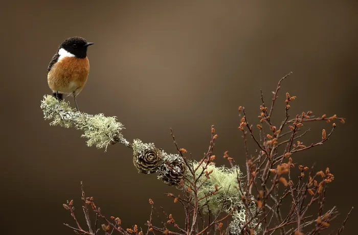 Framed Print : European stonechat (Saxicola rubicola) male, perched on a lichen-covered branch, Dumfries and Galloway, Scotland, UK. May Framed Print : European stonechat (Saxicola rubicola) male, perched on a lichen-covered branch, Dumfries and Galloway, Scotland, UK. May