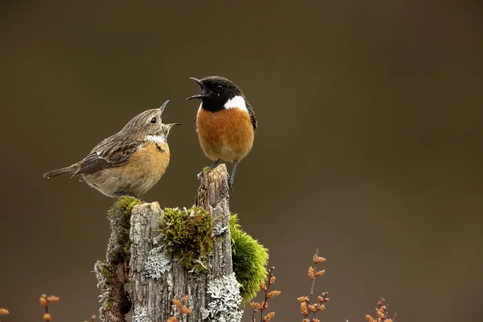 Framed Print : European stonechat (Saxicola rubicola) male and juvenile perched on a tree stump, the juvenile begging for food, Dumfries and Galloway, Scotland, UK. May Framed Print : European stonechat (Saxicola rubicola) male and juvenile perched on a tree stump, the juvenile begging for food, Dumfries and Galloway, Scotland, UK. May